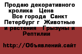 Продаю декоративного кролика › Цена ­ 500 - Все города, Санкт-Петербург г. Животные и растения » Грызуны и Рептилии   
